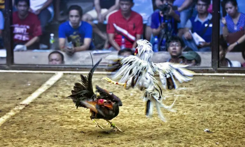 Ba kèo cược chính